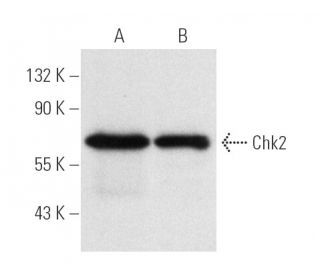 Chk2 Antibody (A-11) - Western Blotting - Image 672 