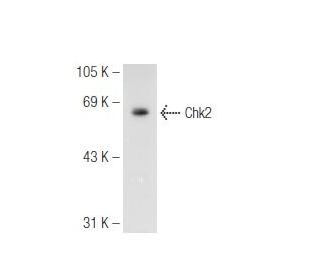 Chk2 Antibody (A-11) - Western Blotting - Image 93770