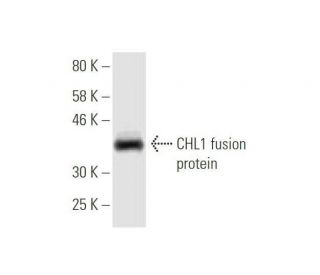CHL1 Antibody (2H5) - Western Blotting - Image 349032
