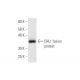 CHL1 Antibody (2H5) - Western Blotting - Image 349032
