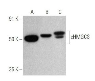 western blotting image from recommended cHMGCS (A-6) monoclonal antibody replacement. Image 358668