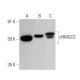 western blotting image from recommended cHMGCS (A-6) monoclonal antibody replacement. Image 358668