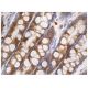 cHMGCS Antibody (H-9) - Immunohistochemistry - Image 160976 