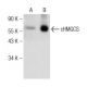 cHMGCS Antibody (H-9) - Western Blotting - Image 146448