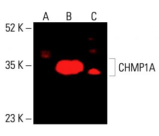 CHMP1A Antibody (B-5) - Western Blotting - Image 415731 