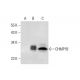 CHMP1B Antibody (D-10) - Western Blotting - Image 311728 