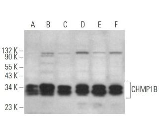 CHMP1B Antibody (D-10) - Western Blotting - Image 366888 
