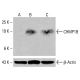 CHMP1B Antibody (D-10) - Western Blotting - Image 415596