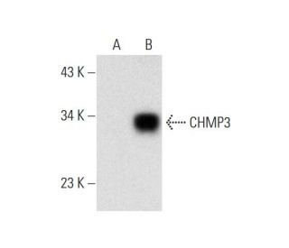 CHMP3 Antibody (A-7) - Western Blotting - Image 298570