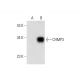 CHMP3 Antibody (A-7) - Western Blotting - Image 298570