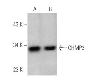 ぴょんた様　BSCDサラ　レッド CHMP3 Antibody (F-1) | SCBT - Santa Cruz Biotechnology