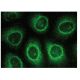 CHMP5 Antibody (F-7) - Immunofluorescence - Image 149276 