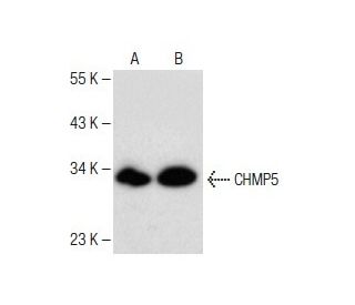 CHMP5 Antibody (F-7) - Western Blotting - Image 150026 