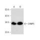 CHMP5 Antibody (F-7) - Western Blotting - Image 150026 