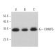 CHMP5 Antibody (F-7) - Western Blotting - Image 365603
