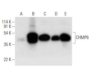 CHMP6 Antibody (B-3) - Western Blotting - Image 312022 