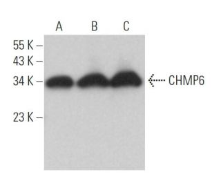 CHMP6 Antibody (B-3) - Western Blotting - Image 367544