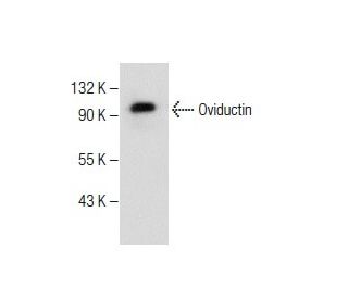 Oviductin Antibody (H-8) - Western Blotting - Image 282588 
