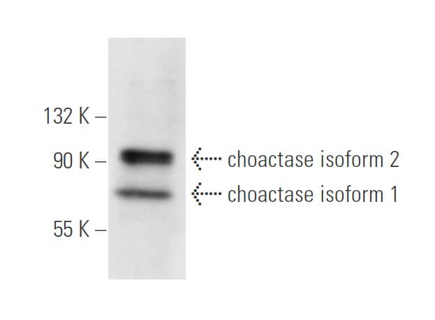 glutathione antibody santa cruz choactase Antibody (E-7) | SCBT