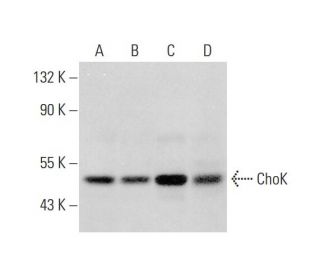 ChoK Antibody (B-8) - Western Blotting - Image 308599 