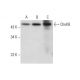 ChoKB Antibody (G-12) - Western Blotting - Image 309503 