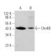 ChoKB Antibody (G-12) - Western Blotting - Image 369953 