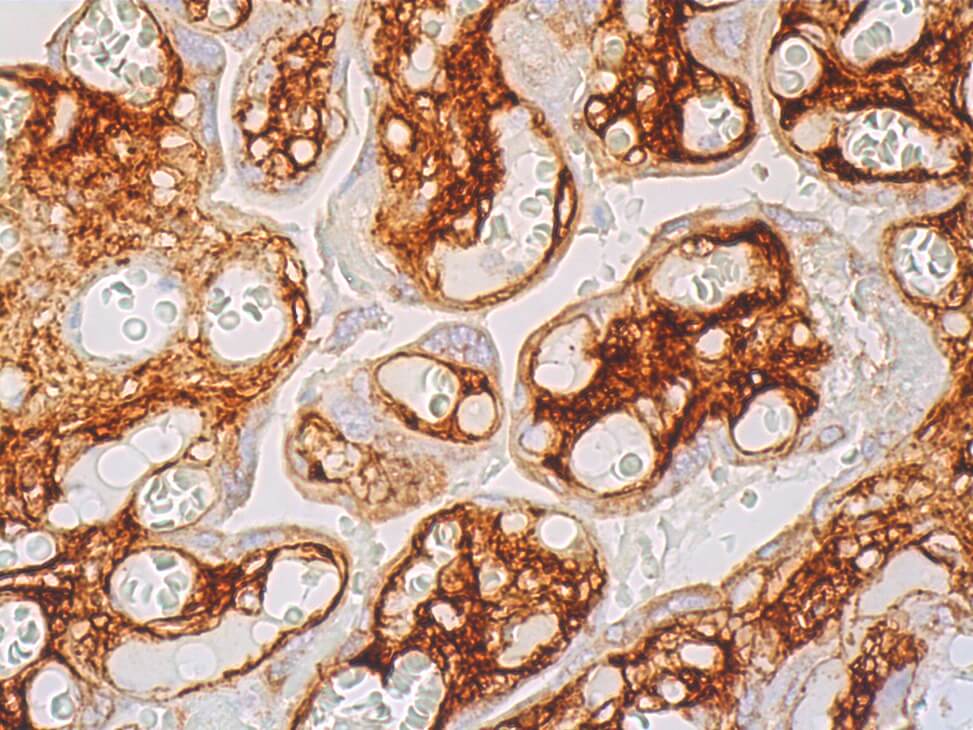 Antichondroitin sulfate Antibody (PG4) SCBT Santa Cruz Biotechnology