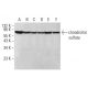 chondroitin sulfate Antibody (PG-4) - Western Blotting - Image 382777