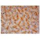 Chondroitinase Antibody (G-4) - Immunohistochemistry - Image 302399 
