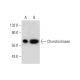 Chondroitinase Antibody (G-4) - Western Blotting - Image 289570 