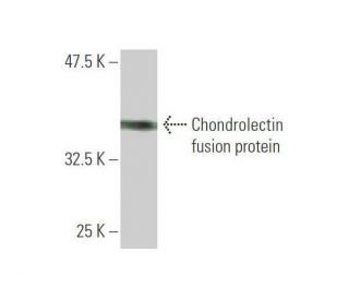 Chondrolectin Antibody (1A5) - Western Blotting - Image 350336