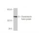 Chondrolectin Antibody (1A5) - Western Blotting - Image 350336