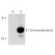 Choriogonadotropin β Antibody (ME-107) - Western Blotting - Image 54774 