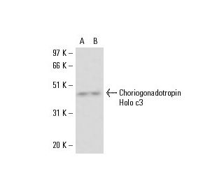 Choriogonadotropin Holo c3 Antibody (INN-hCG-45) - Western Blotting - Image 17624