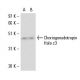 Choriogonadotropin Holo c3 Antibody (INN-hCG-45) - Western Blotting - Image 17624