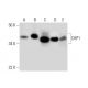 CHP1 Antibody (B-10) - Western Blotting - Image 289989