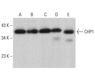 CHP1 Antibody (B-10) - Western Blotting - Image 376341 