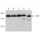 CHP1 Antibody (B-10) - Western Blotting - Image 376341 