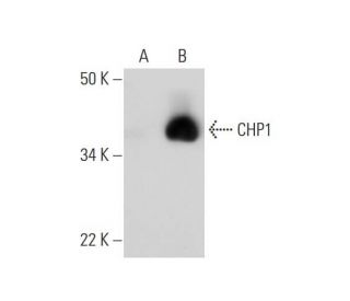 CHP1 Antibody (B-11) - Western Blotting - Image 291017