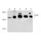 CHP1 Antibody (B-6) - Western Blotting - Image 289987