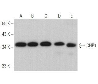 CHP1 Antibody (B-6) - Western Blotting - Image 376340 