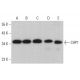 CHP1 Antibody (B-6) - Western Blotting - Image 376340 