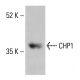 CHP1 Antibody (B-6) - Western Blotting - Image 415163