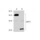 CHPT1 Antibody (F-7) - Western Blotting - Image 352597