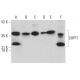 CHPT1 Antibody (F-7) - Western Blotting - Image 379026 