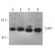 CHPT1 Antibody (F-7) - Western Blotting - Image 401520 
