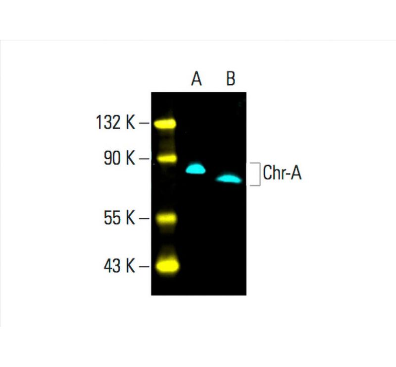 Chr-A抗体 (C-12) | SCBT - Santa Cruz Biotechnology