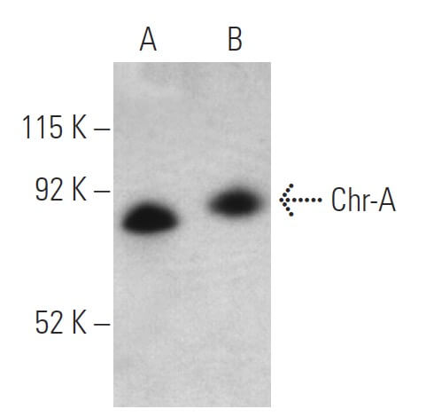 Chr A Antibody C 12 SCBT Santa Cruz Biotechnology