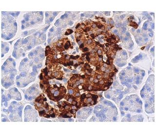 immunohistochemistry image from recommended Chr-A (C-12) monoclonal antibody replacement. Image 361410