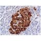 immunohistochemistry image from recommended Chr-A (C-12) monoclonal antibody replacement. Image 361410